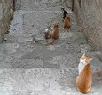 Resize of 20050922 083626f.JPG: dubrovnik